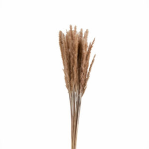 Herbes séchées Botte Pennisetum